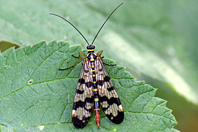 Panorpa vulgaris